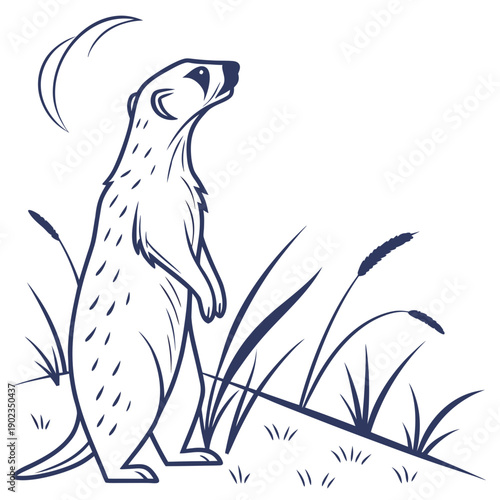 Curious meerkat standing on its hind legs in a grassy field