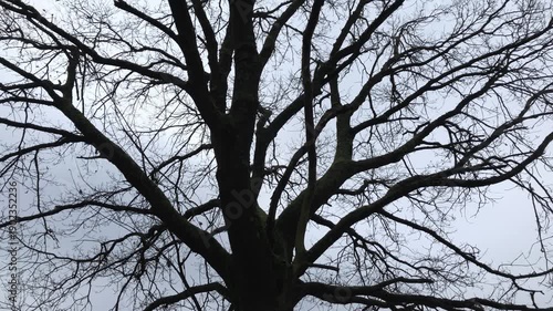 Dark silhouette of a leafless oak tree against bright sky