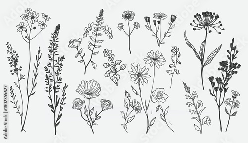 Hand Drawn Wildflower Line Art Set – Sketch Outline Flowers, Leaves, Stems, Botanical Herbs Vector Illustration Collection