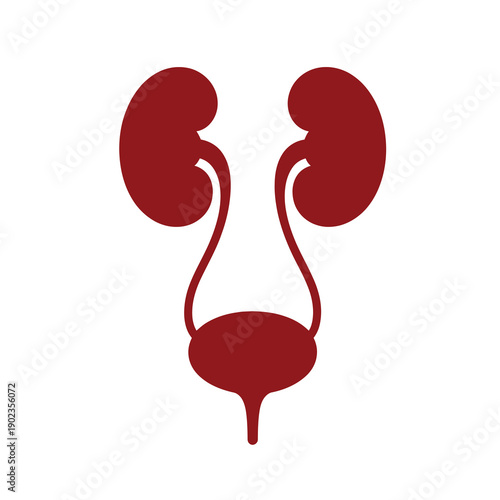 Stylized illustration of the human urinary system in red on a white background, depicting kidneys, ureters, and bladder.