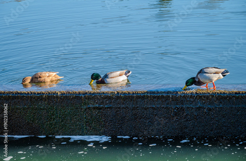 Three ducks feeding on algae along a partially submerged concrete spillway at the water’s edge in bright sunlight A