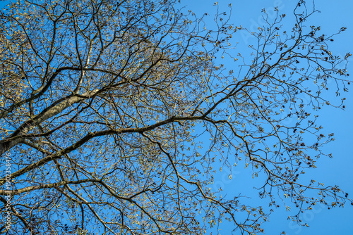 Tips of leafless alder tree branches covered with catkins creating textured patterns against a clear blue early spring sky B