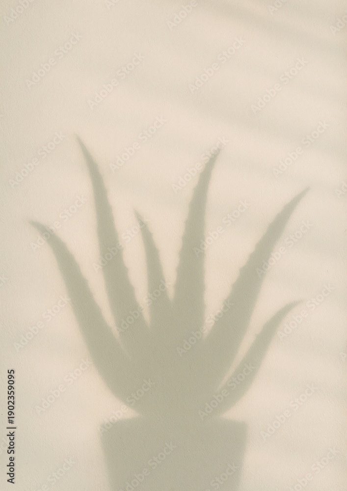 Obraz premium Minimalist shadow of aloe.
