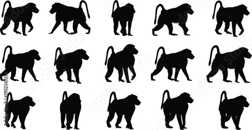 Collection of baboon monkey silhouettes walking in various poses isolated on gray background, wildlife primate illustration set for design use