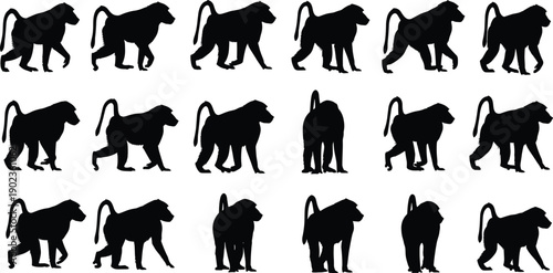 Collection of baboon silhouettes in walking standing poses isolated on gray background, African wildlife primate illustration set for design