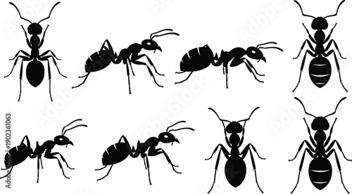 Collection of ant silhouettes in various poses isolated on gray background, insect wildlife illustration set for nature and biology design