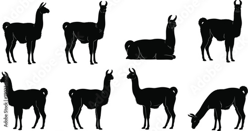 Collection of llama and alpaca silhouettes in different poses isolated on gray background, farm animal camelid illustration set for design