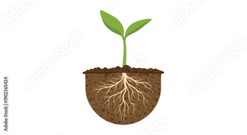Cross Section of Green Sprout with Root System Visible in Semicircle of Soil