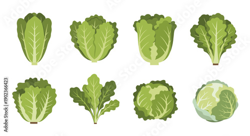 Eight Different Types of Green Leafy Vegetables Including Lettuce and Cabbage