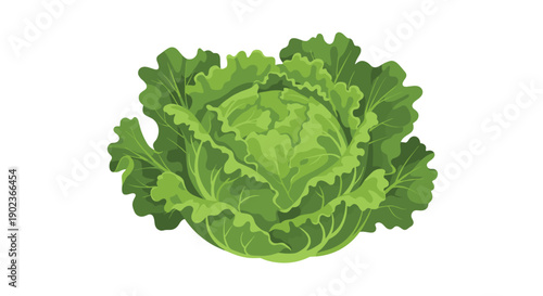 Single Large Head of Fresh Green Cabbage Isolated on White Background Illustration