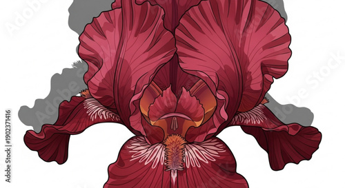 red cabbage isolated on white