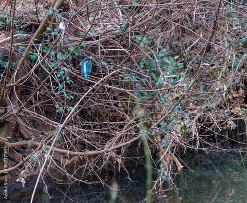 Wallpaper Mural Martin pecheur et sa couleur bleue argentée perché au bord de la rivière Torontodigital.ca