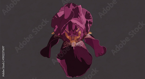 Purple iris flower illustration with detailed petals and stamens on dark background elegant botanical design