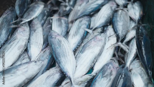 Fresh catch of Skipjack Tuna in a large container at the market today
