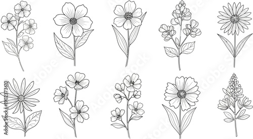 A collection of delicate floral line drawings featuring various wildflowers presented as a silhouette on transparent background high quality professional detailed