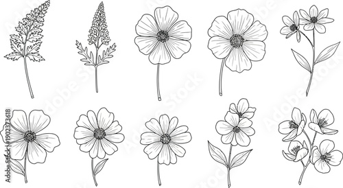 A collection of delicate floral and foliage line art illustrations perfect for design projects on transparent background silhouette high quality professional