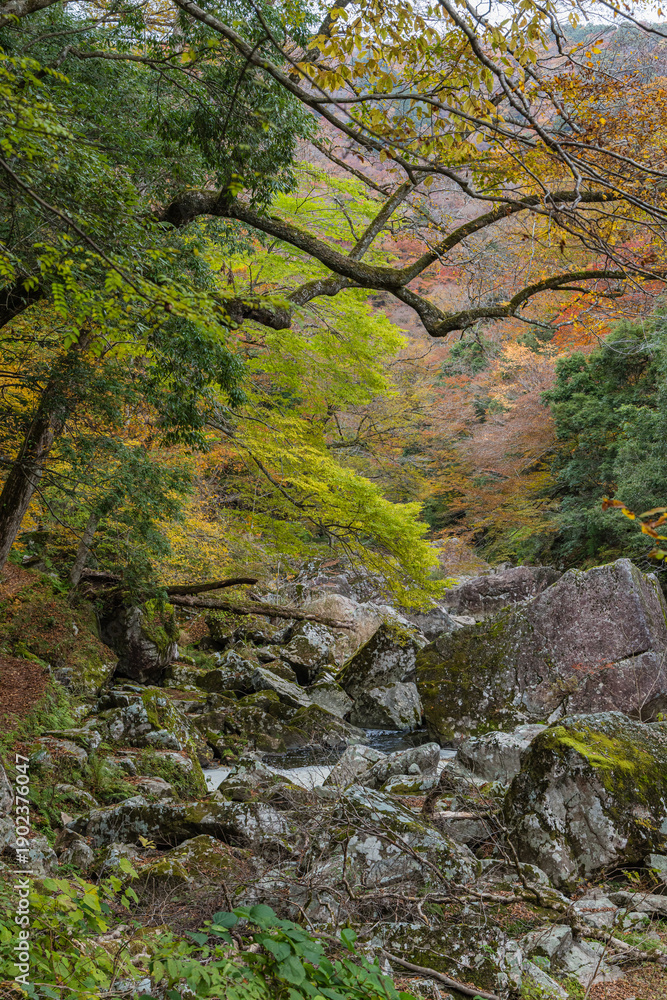 Obraz premium 日本 広島県山県郡安芸太田町にある峡谷、三段峡の水梨口から三段滝までの川沿いの紅葉
