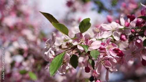 Close-up of an apple tree blossoming. The tree blooms with pink flowers. Blossoming of an ornamental apple tree in spring in the park. Bright pink flowers of an ornamental apple tree