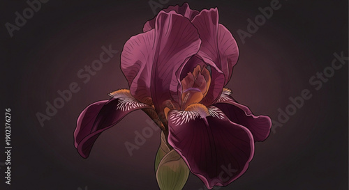 Purple iris flower close up with dramatic lighting and dark background beautiful floral illustration