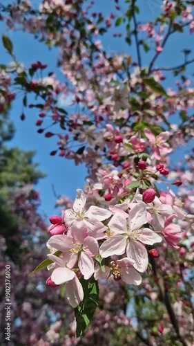 Close-up of an apple tree blossoming. The tree blooms with pink flowers. Blossoming of an ornamental apple tree in spring in the park. Bright pink flowers of an ornamental apple tree