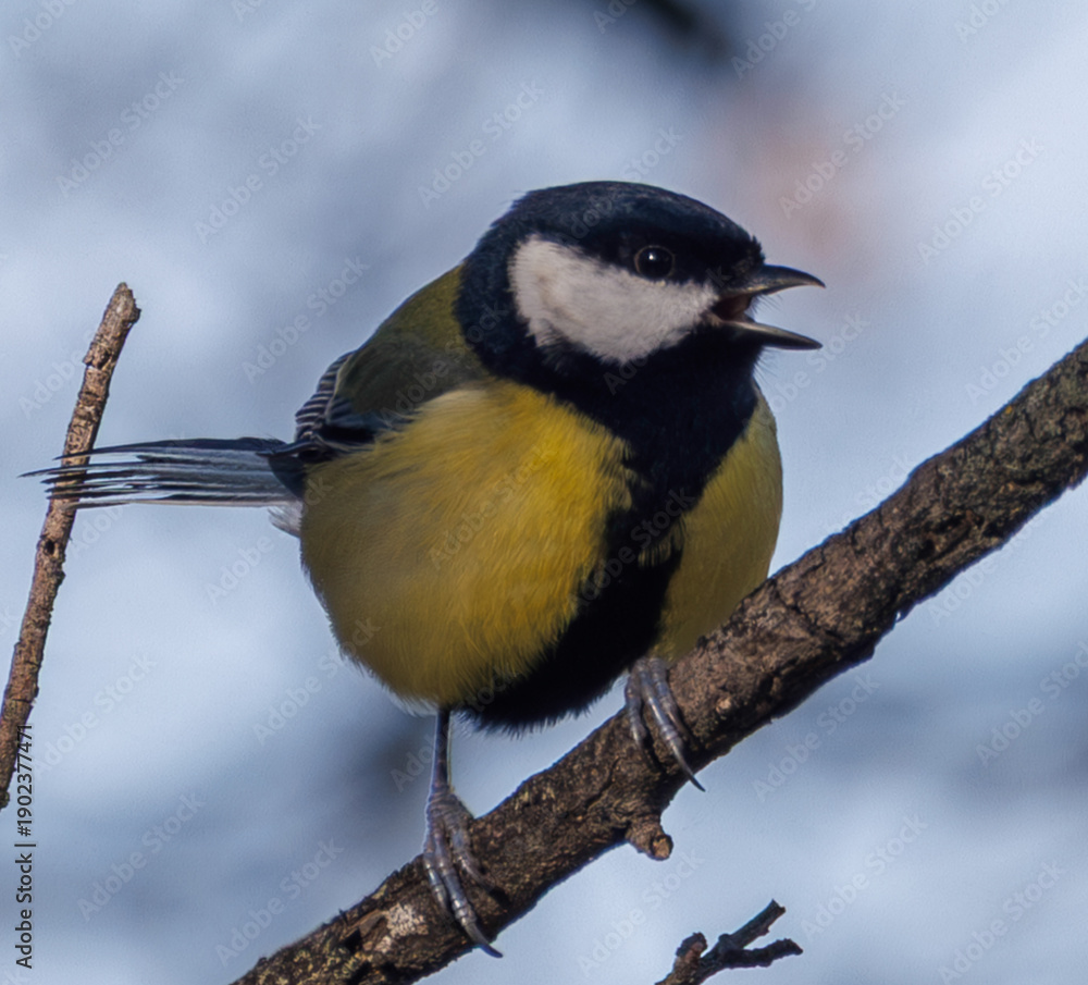 Obraz premium mésange charbonnière et sa couleur jaune et noire en plein chant, bec ouvert
