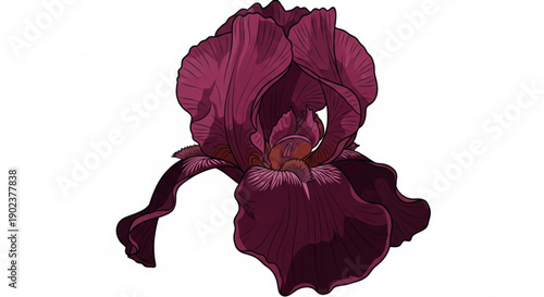 Dark purple iris flower with curled petals on white background elegant and vibrant floral illustration