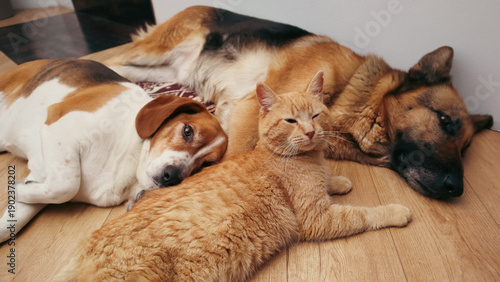 Sticker Group of domestic pets including two large dogs and a ginger cat sleeping on a floor