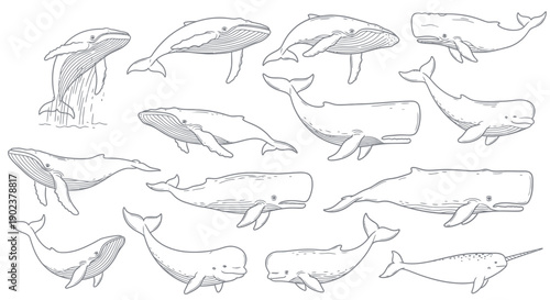 Collection of Whale Illustrations in Various Poses.