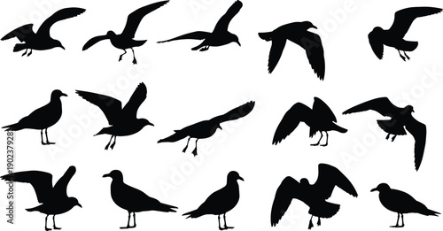 Collection of seagull silhouettes flying and standing isolated on white background representing coastal wildlife, marine birds, ocean nature, and freedom concepts