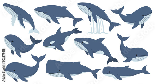 Collection of various whale species illustrations.