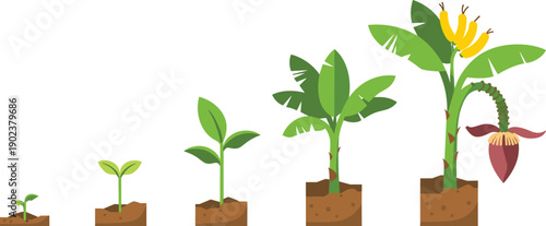 Banana plant growth stages vector illustration, from seedling to flowering and fruiting banana tree lifecycle diagram for educationBanana plant growth stages vector illustration