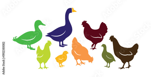 Vector illustration featuring multicolored ducks, geese, and chickens