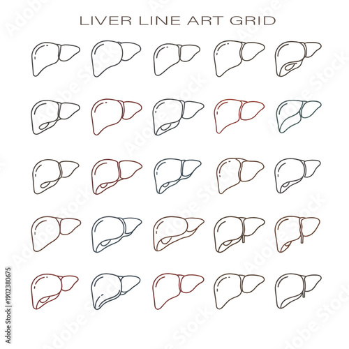Human Liver Anatomy Concept Showing Organ in Digestive System