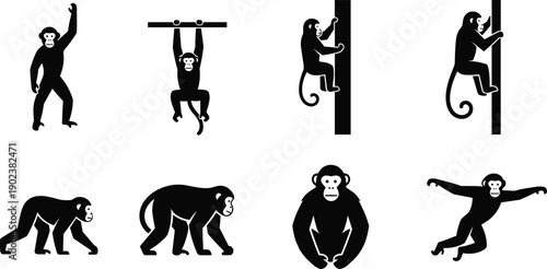 Black silhouette monkey icons set showing climbing hanging walking sitting jumping poses isolated on white background vector illustration design elements