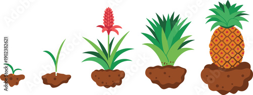 Pineapple plant growth stages vector illustration, tropical fruit lifecycle from sprout to ripe harvest, gardening concept, agriculture infographic