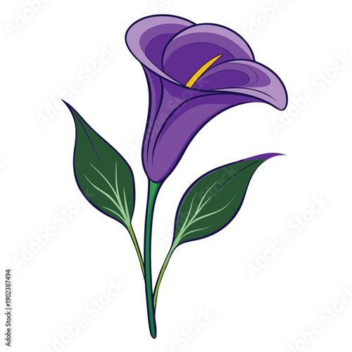 zantedeschia elliottiana flower