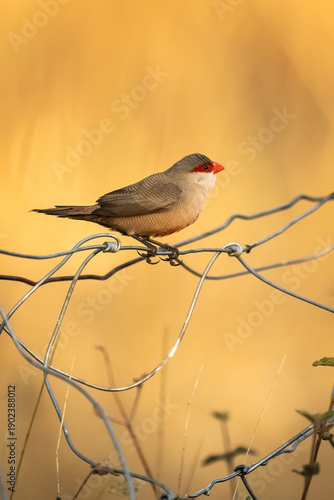 Common Waxbill on a branch