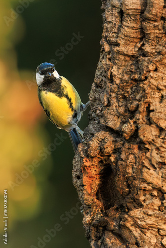 Great Tit ( Parus major) looking from a tree