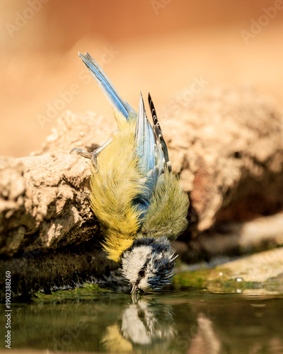 Blue tit (Cyanistes caeruleus) having a drink