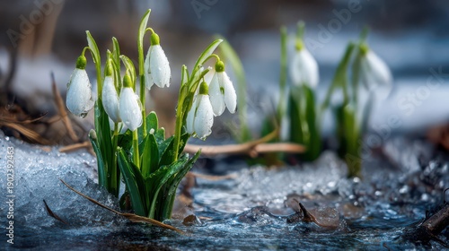 Fresh Snowdrops Blooming Through Melting Snow in Early Spring