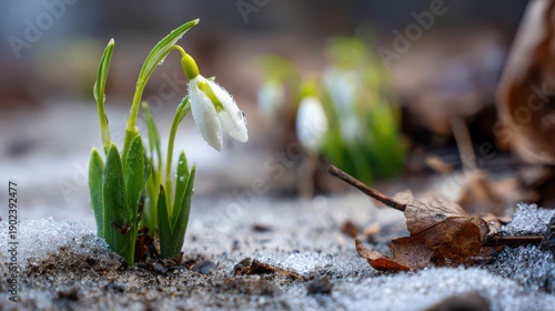 Snowdrop Flowers Emerging from Melting Snow in Early Spring Landscape