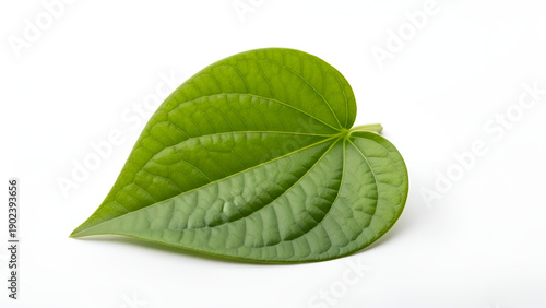 Fresh green betel leaf isolated on white background, details of leaf texture and veins are clearly visible, concept of nature, botany, health, herbal and natural design elements.