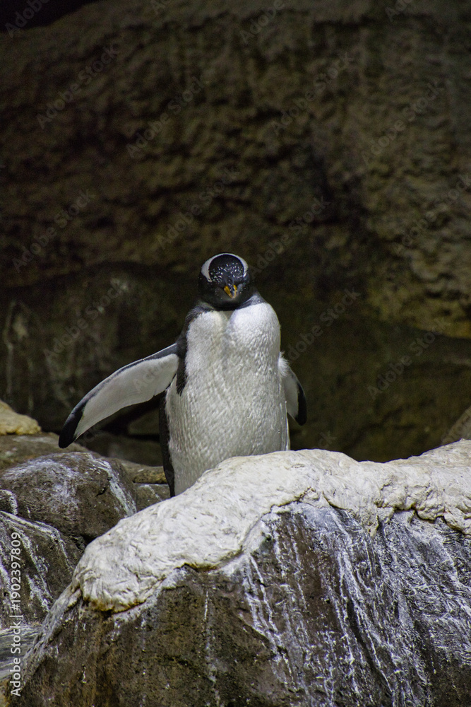 Fototapeta premium parai daiza en Belgique