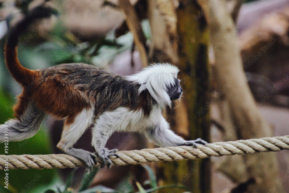 Obraz premium parai daiza en Belgique
