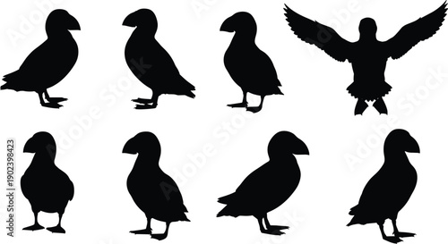 Puffin bird silhouettes collection showing standing and flying seabird poses, coastal wildlife avian set, isolated black vector illustration design