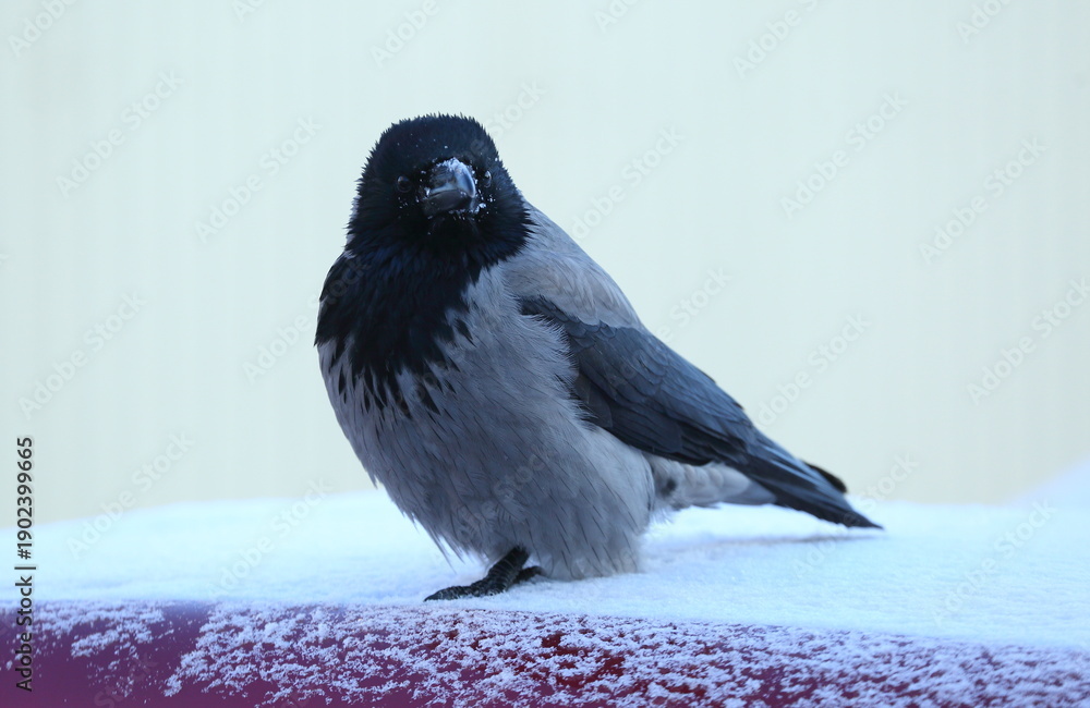 Fototapeta premium A crow is sitting on the snow-covered roof of a red car