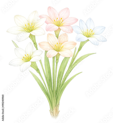 Pastel Rain Lily Bouquet Watercolor Illustration, Zephyranthes Flowers in Soft Harmony Colors