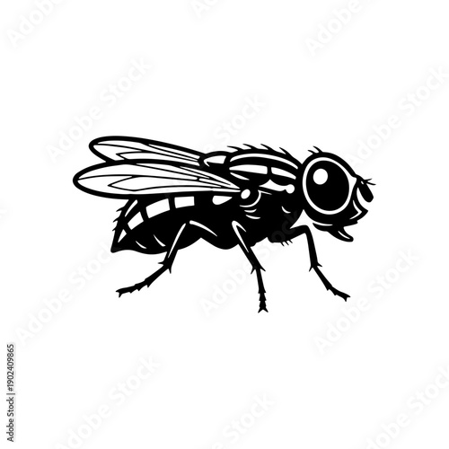 Professional black and white housefly illustration in a vintage woodcut or engraving style. Perfect for nature, science, pest control, and retro graphic design projects.