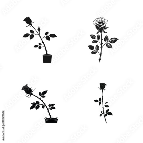 Black and White Illustration of Rose Plants in Pots with Cut Roses, Garden Floriculture Concept and Decorative Floral Design