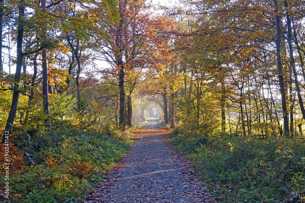 Obraz premium Waldweg im Herbst